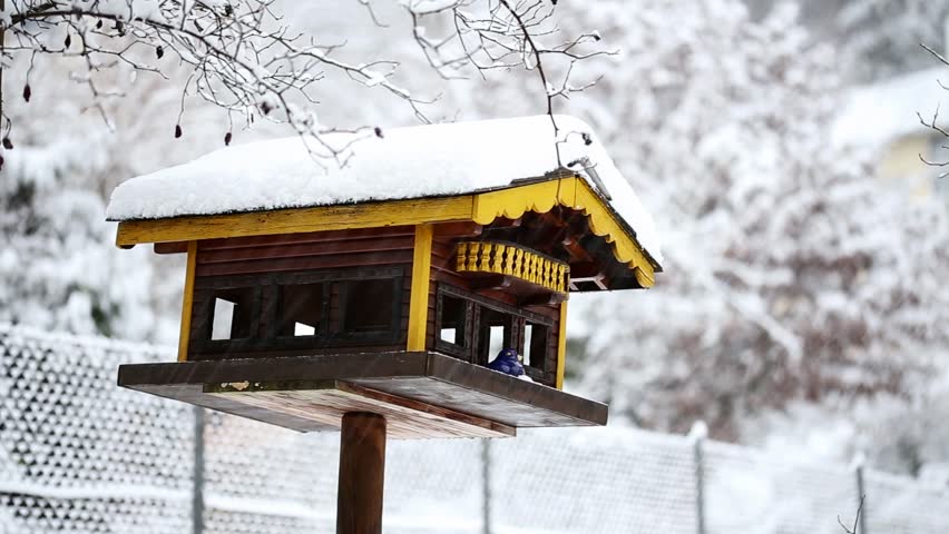 bird house with birds in winter with snowfall