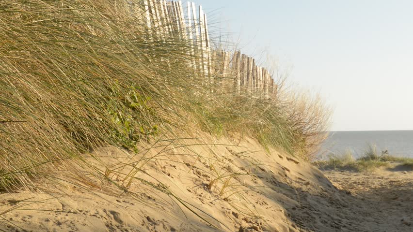 Breezy Sand Dune