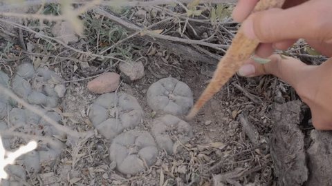 Digging up peyote for ceremony on sacred desert. 4k