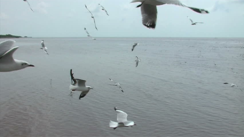 Seagull flying back and forth.