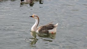 Swans and Gooses at  Lake