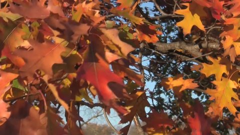 Fall Colors video backgrounds