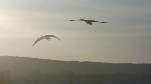 birds at hornborgasjö sweden