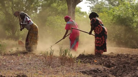 MOSHI, TANZANIA - MARCH 2013: African ladies manually ploughing a field in rural Tanzania, Africa