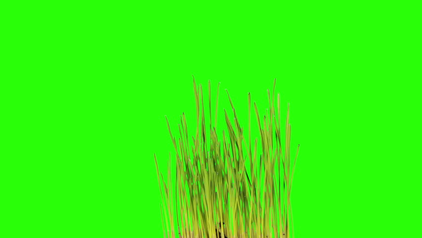 Video Stok grass growing pot green screen full (100% Tanpa Royalti) 8373967...