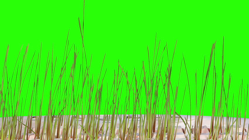 grass grows computer keyboard green screen: Stockvideos & Filmmaterial ...