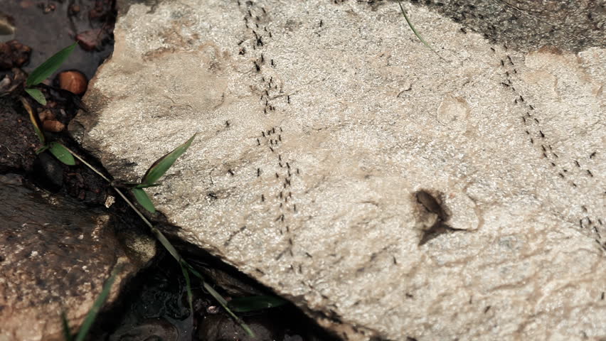 Trail of ants on natural ground surrounded by plants / HD1080 / 30fps