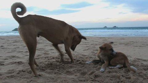 Playing dogs at white beach