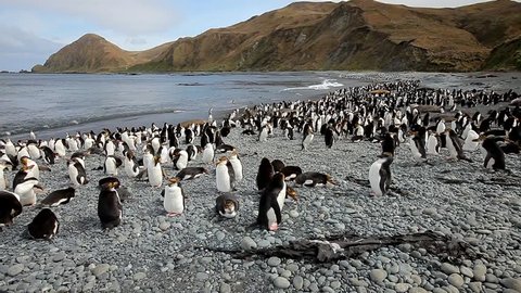 Royal Penguins on Macquarie Island Stock Video