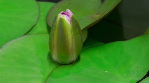 Time lapse opening of water lily flower.Motion:Lotus flower