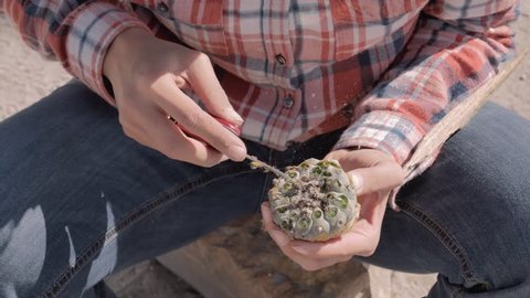 Woman cleaning and cutting peyote cactus using a knife. 4k