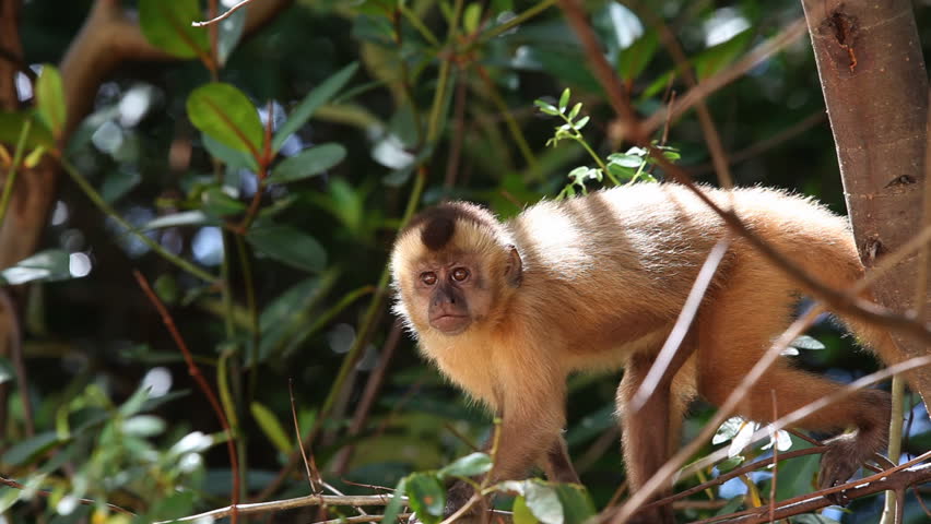 Little brown monkey eating banana in the trees of a green jungle