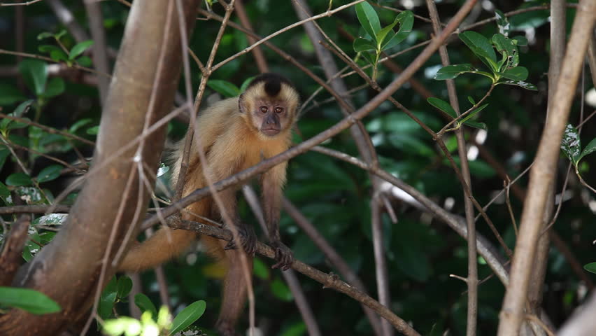 Little brown monkey eating banana in the trees of a green jungle 