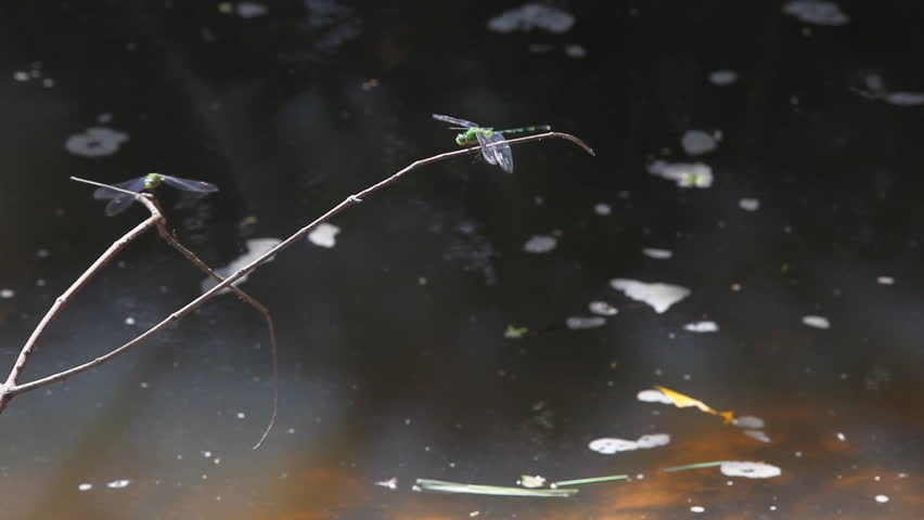 Two dragonflies flying around and sitting on plants over water surface 