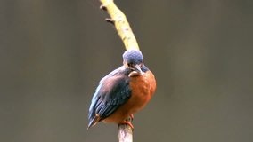 Pair of Common Kingfishers (Alcedo atthis), also known as the Eurasian Kingfisher or River Kingfisher mating on a branch overlooking a small pond. Slow motion clip at half speed.