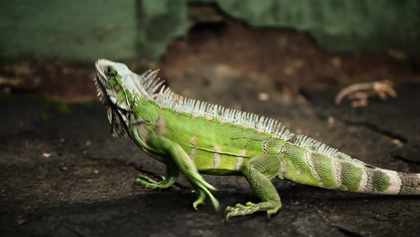 Two different scenes of a colorful iguana with long tail, first climbing on a