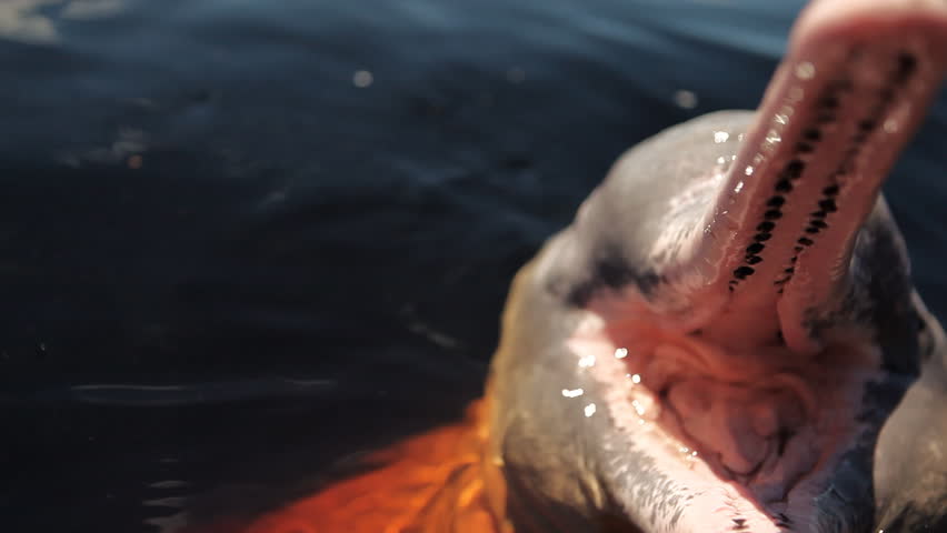 Pink river dolphin from the Amazon opening its mouth in expectation of being fed