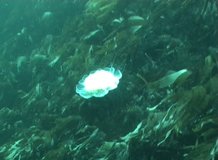 jellyfish medusa Medusozoa underwater video Norway
