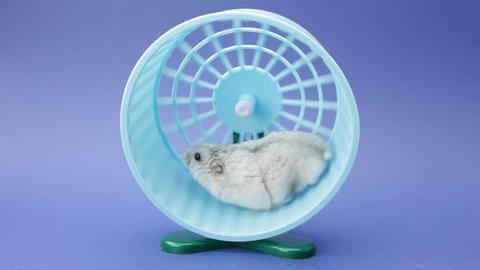 hamster running in wheel on blue background