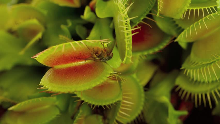 Carnivorous plant, Venus flytrap, eats a fly.  Carnivorous plant native to subtropical wetlands on the East Coast of the United States in North Carolina and South Carolina.No people. Copy space