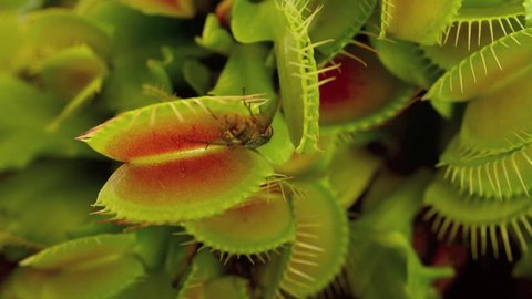 Carnivorous plant, Venus flytrap, eats a fly.  a carnivorous plant native to subtropical wetlands on the East Coast of the United States in North Carolina and South Carolina.No people. Copy space