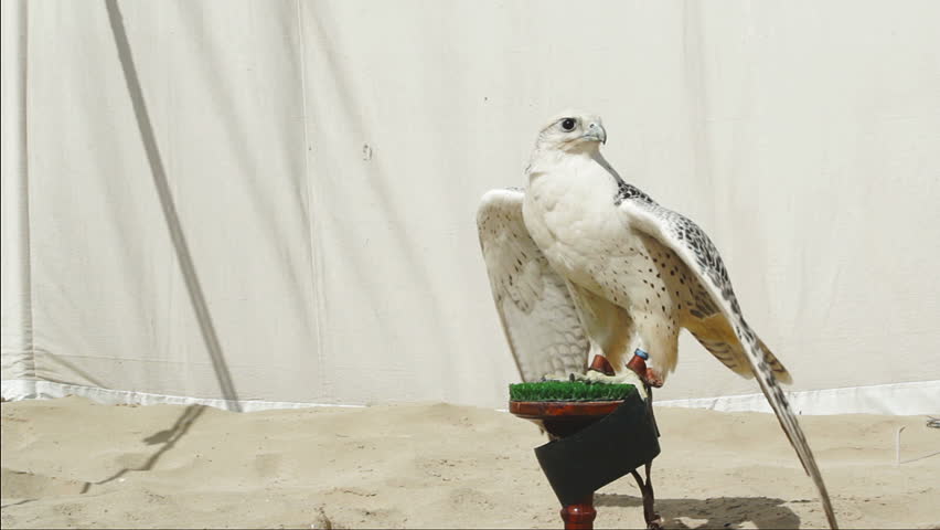 Gyrfalcon on perch in front of canvas backdrop