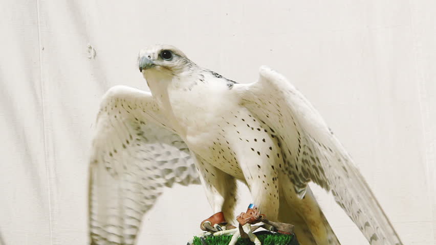 Restless gyr falcon on perch