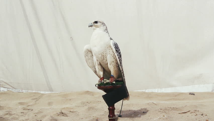 Gyr falcon on perch in the sand in front of canvas tent