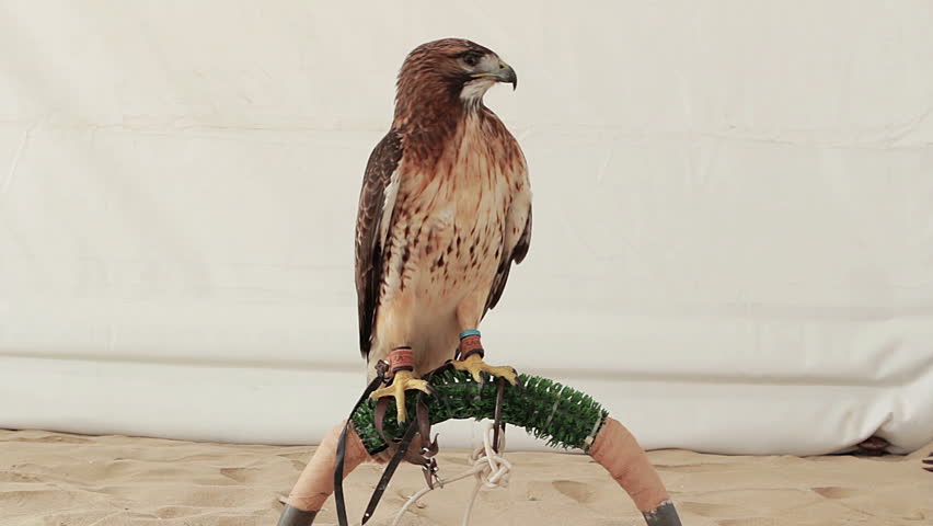 Red tailed hawk sitting on perch
