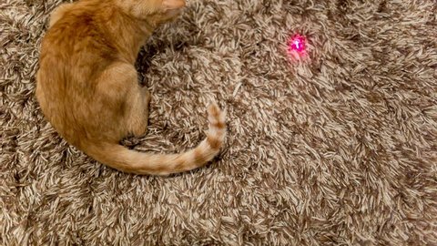 Cat Playing with Laser Pointer on Rug - Crazy Orange Tabby Kitty Having Fun with Toy