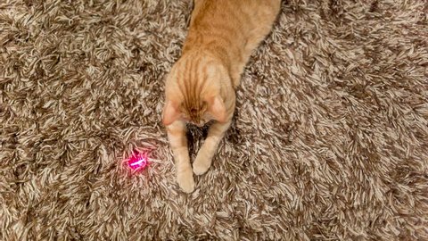 Cat Playing with Laser Pointer - Crazy Orange Tabby Kitty Having Fun with Toy