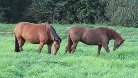 Two brown horses,  grazing  in a meadow 