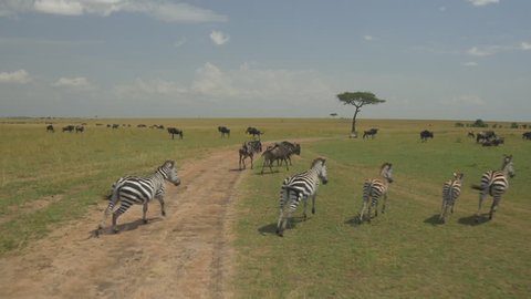AERIAL: Wildebeest and zebras in Kenya safari Maasai Mara