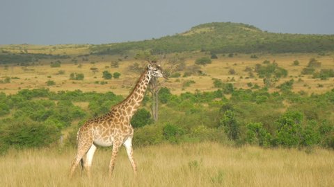 AERIAL: Giraffe walking through African meadow