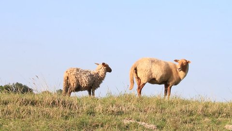 sheep on the dike, lamb
