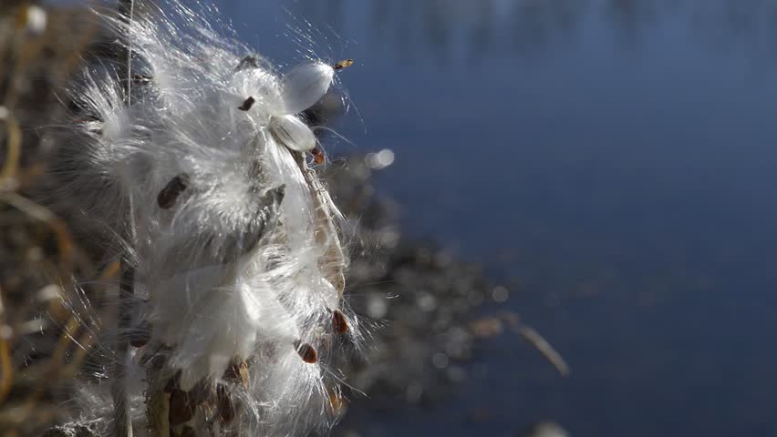 Closeup of a milkweed seed pod with feathery seeds blowing in a midwestern winter breeze. Bright sun reflecting from a pond in the background.