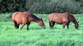 Horses grazing in a meadow, fresh grass
 