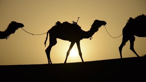 Silhouettes of a berber man and a row of his caravan of camels walking on top of a sand dune during the sunset with the sun shining in the horizon in the Sahara Desert in Morocco in the spring.
