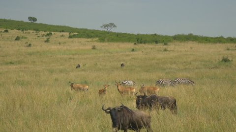 AERIAL: Wild animals in African safari