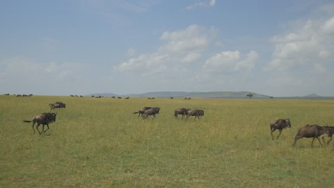 AERIAL: Wildebeest running in Africa