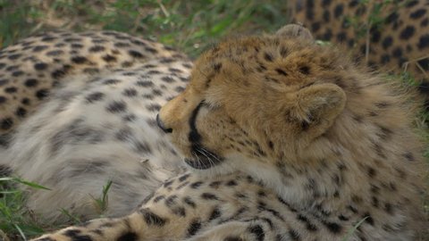 CLOSE UP: Cheetah in Africa