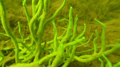 Underwater close-up shot of green freswater sponge (Spongilla lacustris) branches