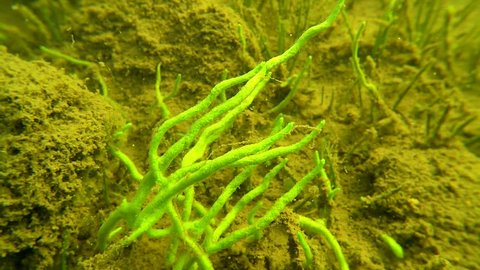 Green freswater sponge (Spongilla lacustris) branches on the bottom of Lake Puruvesi in Finland