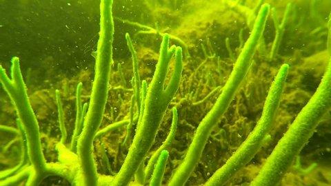 Close-up shot of freswater sponge branches swaying slowly underwater in a Finnish lake Puruvesi