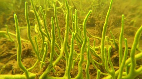 Slowly moving close-up shot of green freswater sponge (Spongilla lacustris) branches