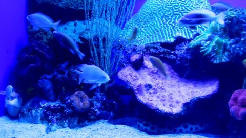 Lively underwater coral reef scene