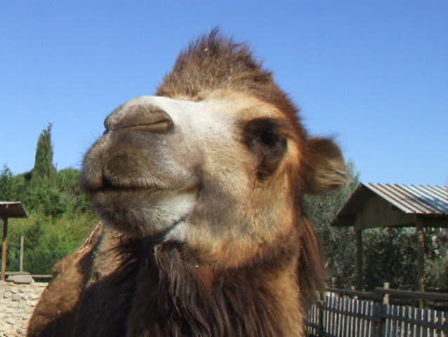 Camel portrait as symbol of wild-life