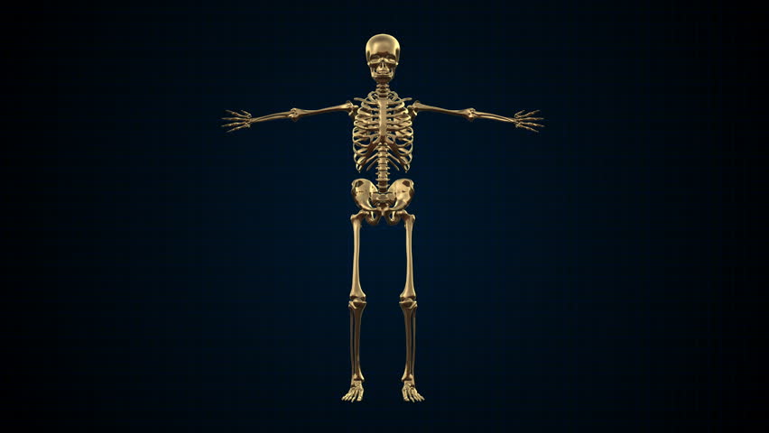 3D Animation of Human Skeleton Gold Loop able. Alpha matte