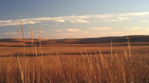 Wheat on great plains sunset