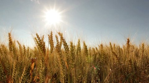 dolly shot wheat field close with sun